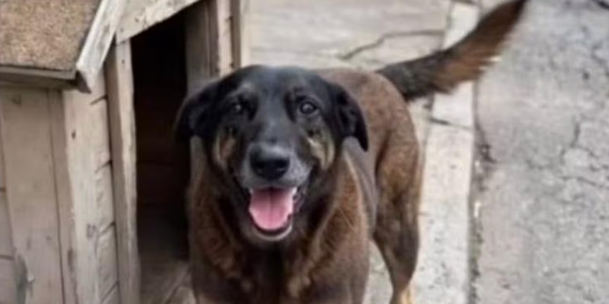 Adolescentes suspeitos de matar o cão Orelha voltam ao Brasil