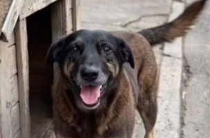 Adolescentes suspeitos de matar o cão Orelha voltam ao Brasil (Foto: Divulgação)