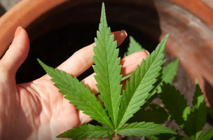 Anvisa discute nesta quarta regras para a produção de cannabis no país (Foto: Lovingimagens)