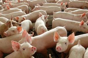 Entre as principais medidas está o controle rigoroso da movimentação de animais (Foto: Divulgação)