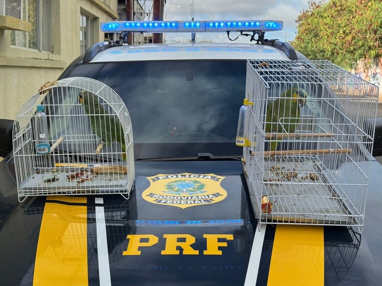Papagaios da fauna silvestre são resgatados pela PRF em Parnaíba