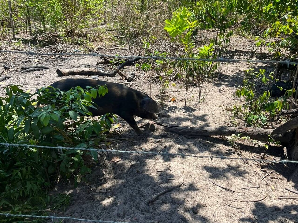 Piauí é um dos primeiros estados a concluir estudo sobre presença de javalis