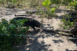 Piauí é um dos primeiros estados a concluir estudo sobre presença de javalis (Foto: Divulgação)