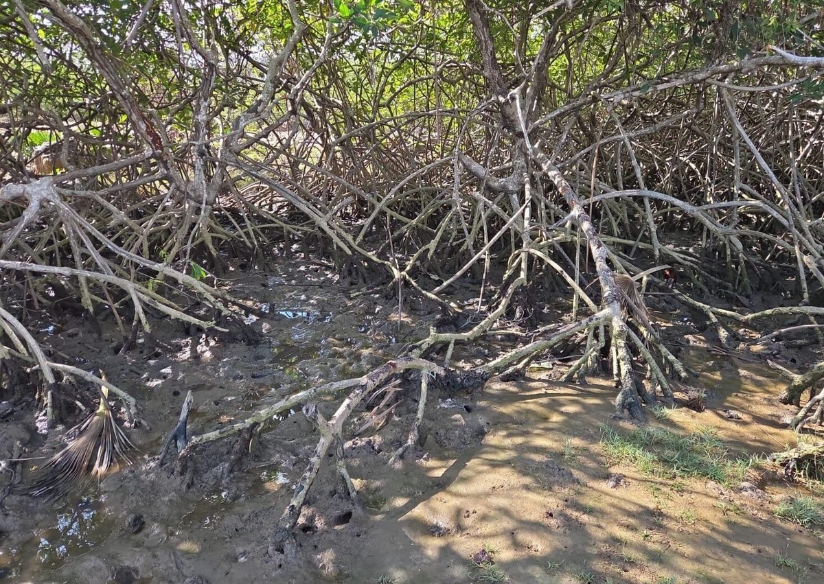 Piauí inicia 2º período do defeso do caranguejo com nova operação