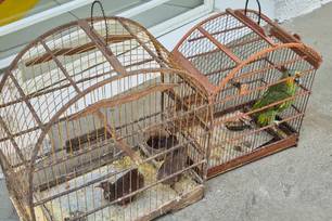 Polícia apreende 29 aves silvestres durante patrulhamento ambiental