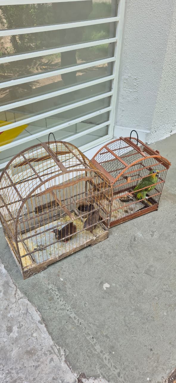 Polícia apreende 29 aves silvestres durante patrulhamento ambiental
