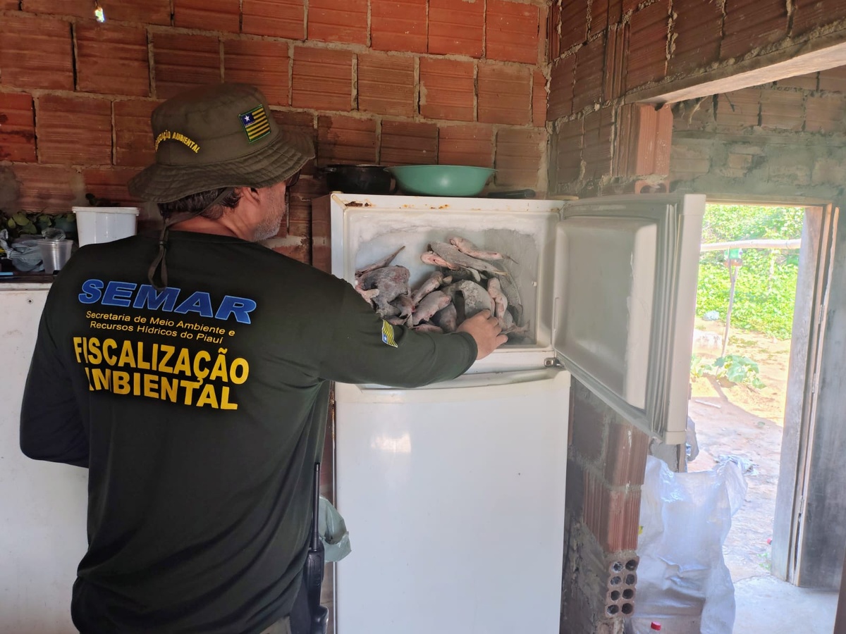 Semarh flagra atividade irregular e apreende 66kg de peixe na piracema no Piauí