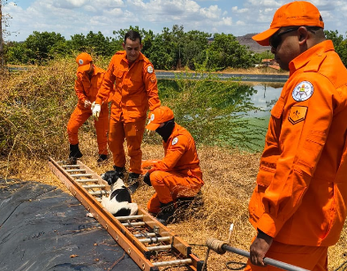 Bombeiros resgatam cães que caíram em estação de tratamento de água no Piauí