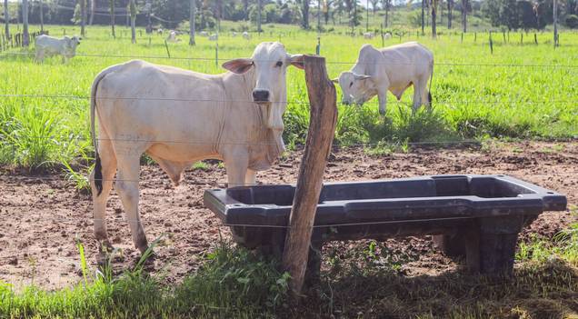 Adapi cria grupo e comitê para prevenção e resposta a emergências zoossanitárias