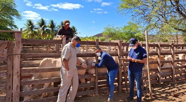 Adapi supera metas e fortalece defesa sanitária animal no Piauí