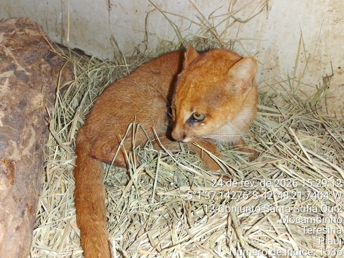 Gato-mourisco é resgatado em Castelo do Piauí e passa por reabilitação no Cetas