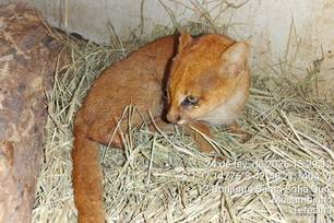 Gato-mourisco é resgatado em Castelo do Piauí e passa por reabilitação no Cetas (Foto: Divulgação)