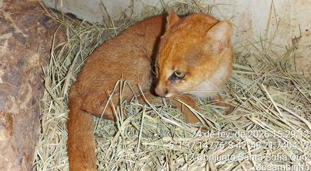 Gato-mourisco é resgatado em Castelo do Piauí e passa por reabilitação no Cetas