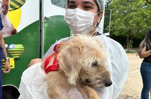 Governo autoriza parceria para abrigar animais vítimas de maus-tratos (Foto: Divulgação)