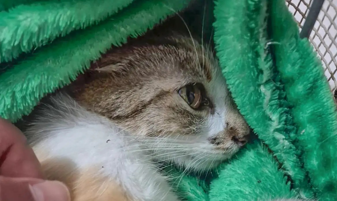 Mulher é presa após arremessar gata do 12º andar de prédio em Curitiba