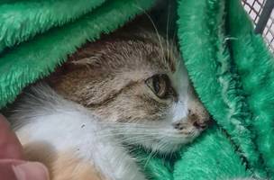 Mulher é presa após arremessar gata do 12º andar de prédio em Curitiba (Foto: Divulgação)