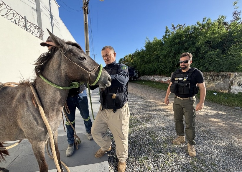 Nova lei reforça prevenção de acidentes com animais soltos nas rodovias do Piauí