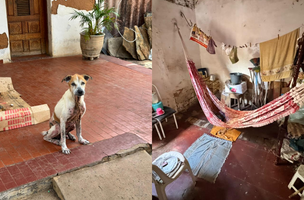 Operação resgata idosa e 10 animais em situação de negligência no Piauí (Foto: Divulgação)