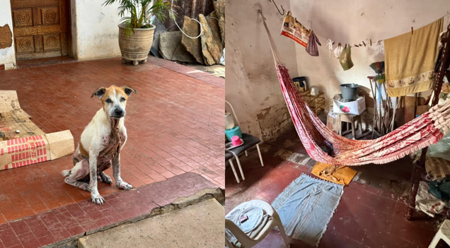 Operação resgata idosa e 10 animais em situação de negligência no Piauí