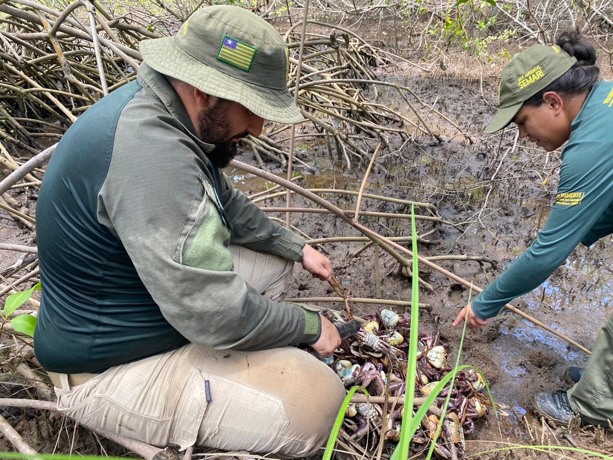 Semarh realiza maior apreensão de caranguejos-uçá durante operação no litoral