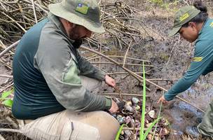 Semarh realiza maior apreensão de caranguejos-uçá durante operação no litoral (Foto: Divulgação)