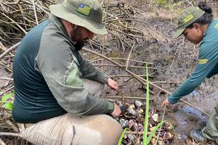 Semarh realiza maior apreensão de caranguejos-uçá durante operação no litoral (Foto: Divulgação)