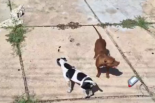 SSP-PI resgata cães em situação de maus-tratos em casa abandonada em Teresina