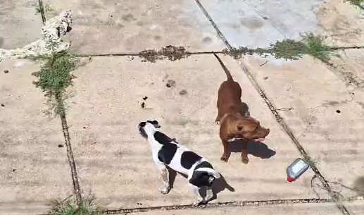 SSP-PI resgata cães em situação de maus-tratos em casa abandonada em Teresina