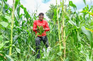 Mais de 68 mil famílias no Piauí vão receber R$ 80 milhões pelo Garantia-Safra (Foto: Divulgação)