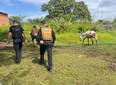 SSP cumpre mandado de busca contra investigados por deixar animais soltos no PI