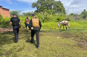 SSP cumpre mandado de busca contra investigados por deixar animais soltos no PI (Foto: Divulgação)
