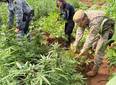 SSP-PI deflagra operação e localiza plantação com 115 mil pés de maconha
