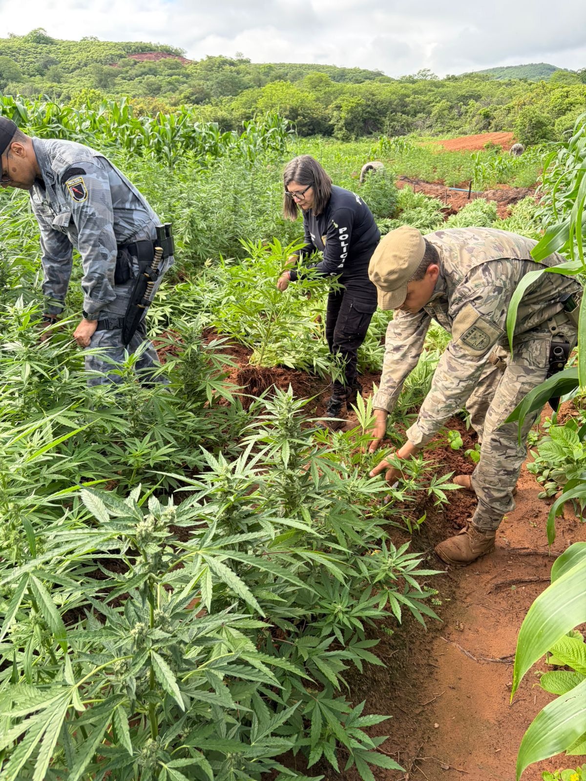 SSP-PI deflagra operação e localiza plantação com 115 mil pés de maconha