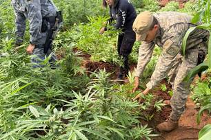 SSP-PI deflagra operação e localiza plantação com 115 mil pés de maconha