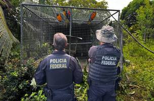 Tráfico de animais silvestre: PF deflagra operação no Piauí e Maranhão (Foto: Divulgação)