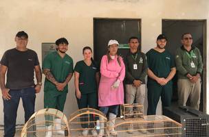 Animais silvestres retirados de cativeiro são encaminhados para reabilitação (Foto: Divulgação)