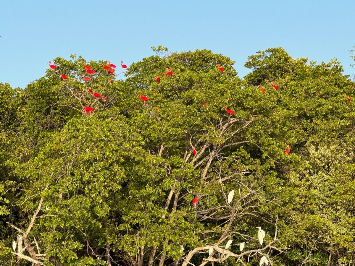Novo roteiro Encanto dos Guarás atrai visitantes com revoada de aves