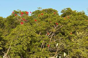 Novo roteiro Encanto dos Guarás atrai visitantes com revoada de aves (Foto: Divulgação)