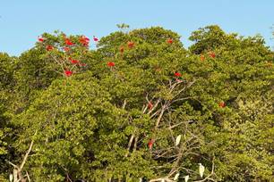 Novo roteiro Encanto dos Guarás atrai visitantes com revoada de aves