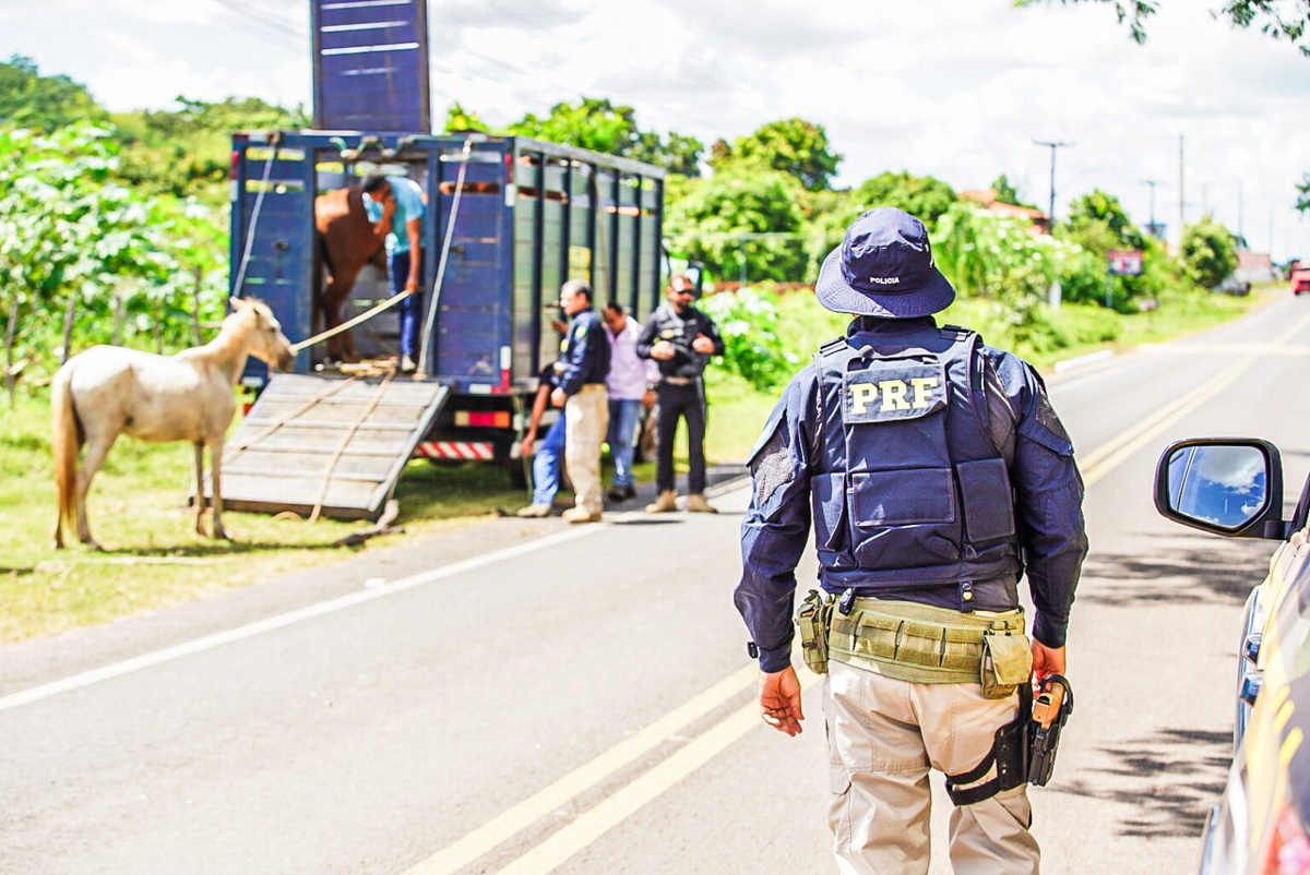 Operação reduz em mais de 50% mortes envolvendo acidentes com animais
