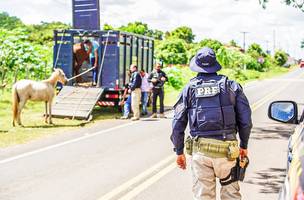 Operação reduz em mais de 50% mortes envolvendo acidentes com animais (Foto: Divulgação)