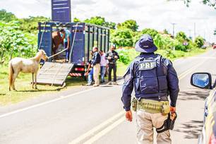 Operação reduz em mais de 50% mortes envolvendo acidentes com animais