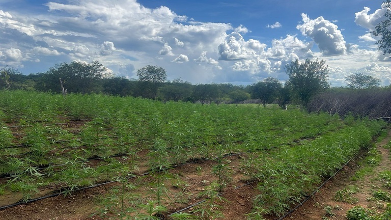 PF e PM localizam plantação de maconha e prendem suspeitos no interior do Piauí