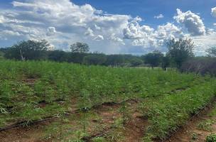 PF e PM localizam plantação de maconha e prendem suspeitos no interior do Piauí (Foto: Divulgação)