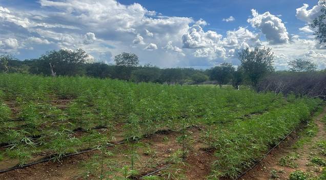 PF e PM localizam plantação de maconha e prendem suspeitos no interior do Piauí