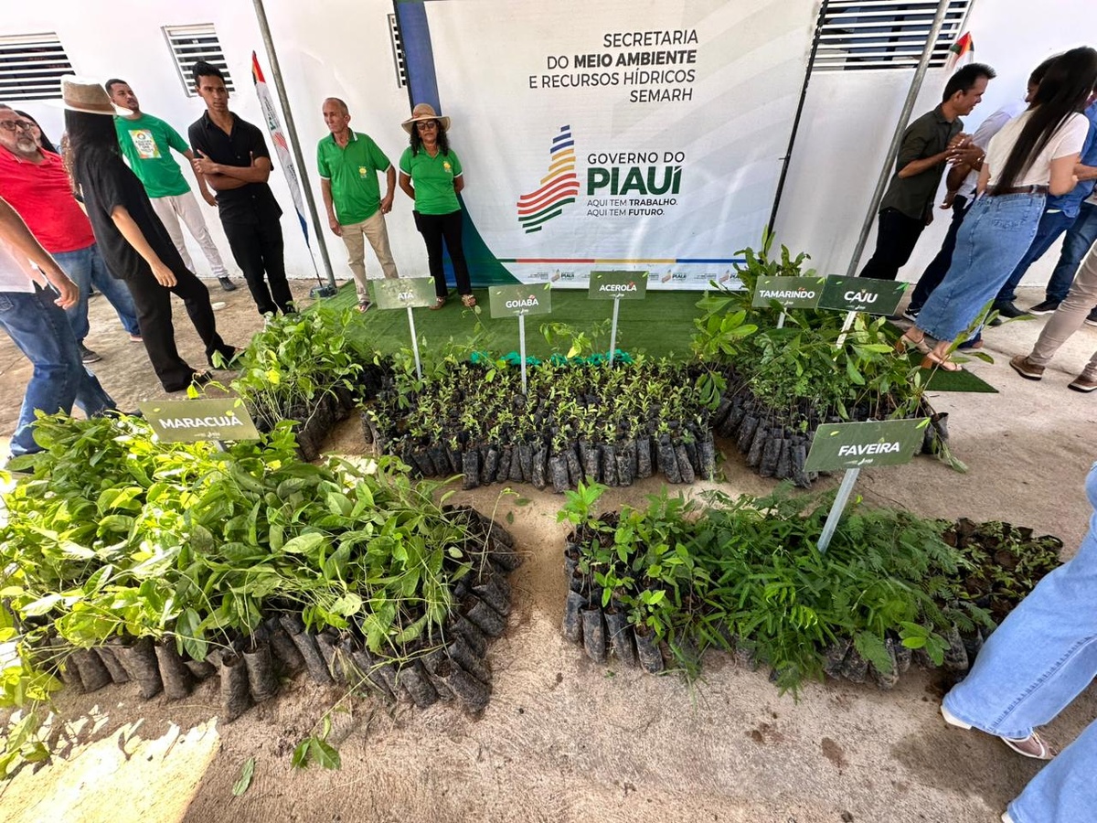 Piauí ultrapassa 3,6 milhões de mudas nativas e frutíferas distribuídas