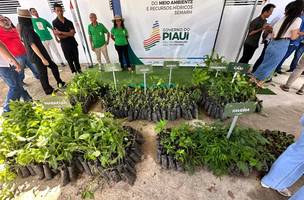Piauí ultrapassa 3,6 milhões de mudas nativas e frutíferas distribuídas (Foto: Divulgação)