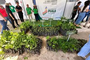 Piauí ultrapassa 3,6 milhões de mudas nativas e frutíferas distribuídas (Foto: Divulgação)