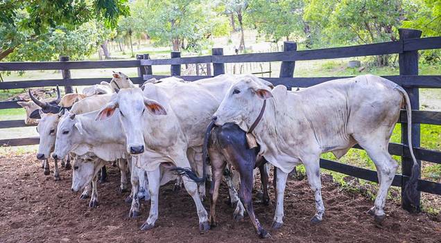 Sada inicia campanha anual de atualização de rebanhos em todo o estado