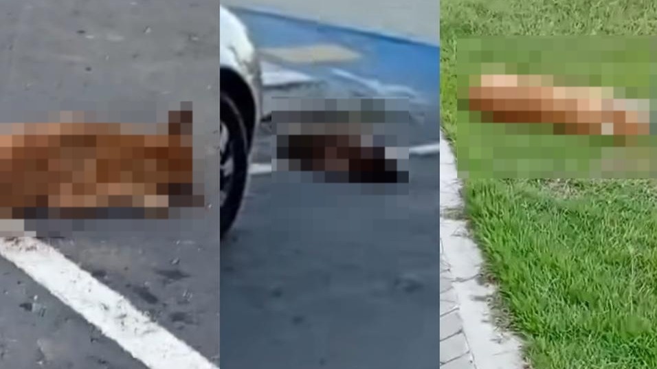 Semarh pede investigações sobre morte de mais de 10 cães no interior do Piauí